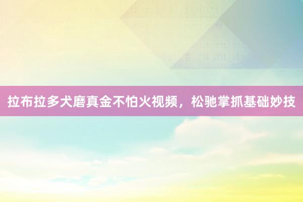 拉布拉多犬磨真金不怕火视频,松驰掌抓基础妙技